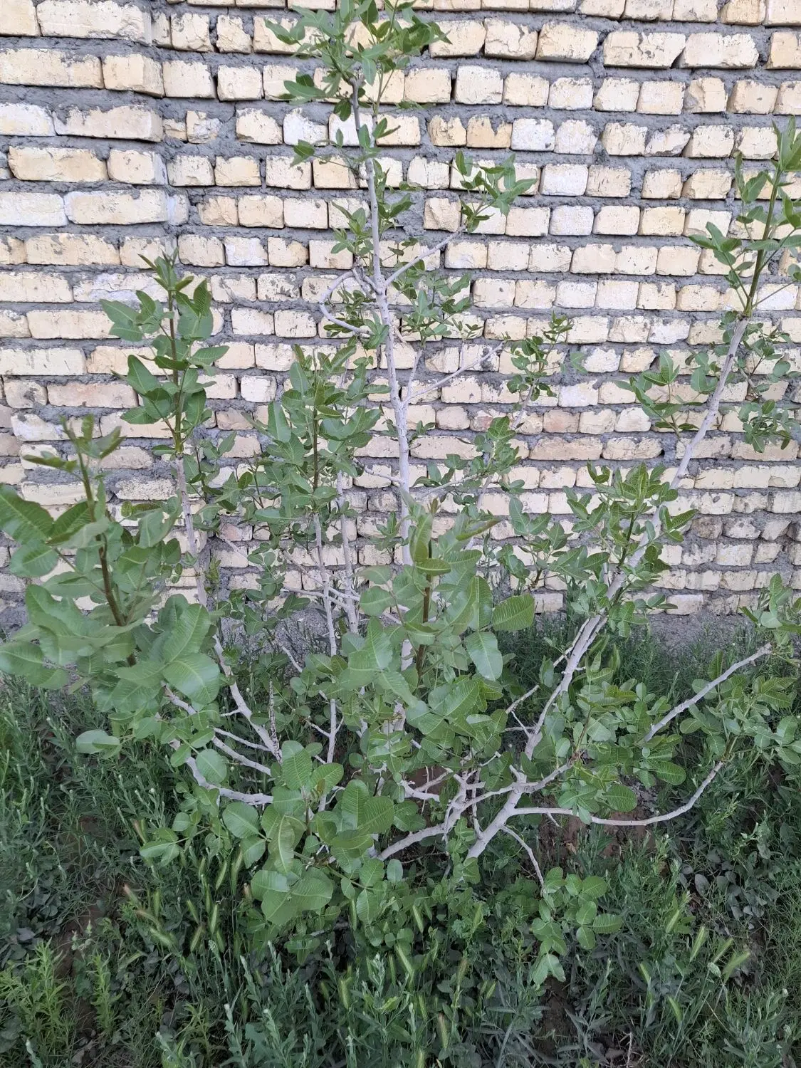 فروش چهاردیواری با سند قهجاورستان مناسب باغ و سوله|فروش زمین و ملک کلنگی|اصفهان, قهجاورستان|دیوار