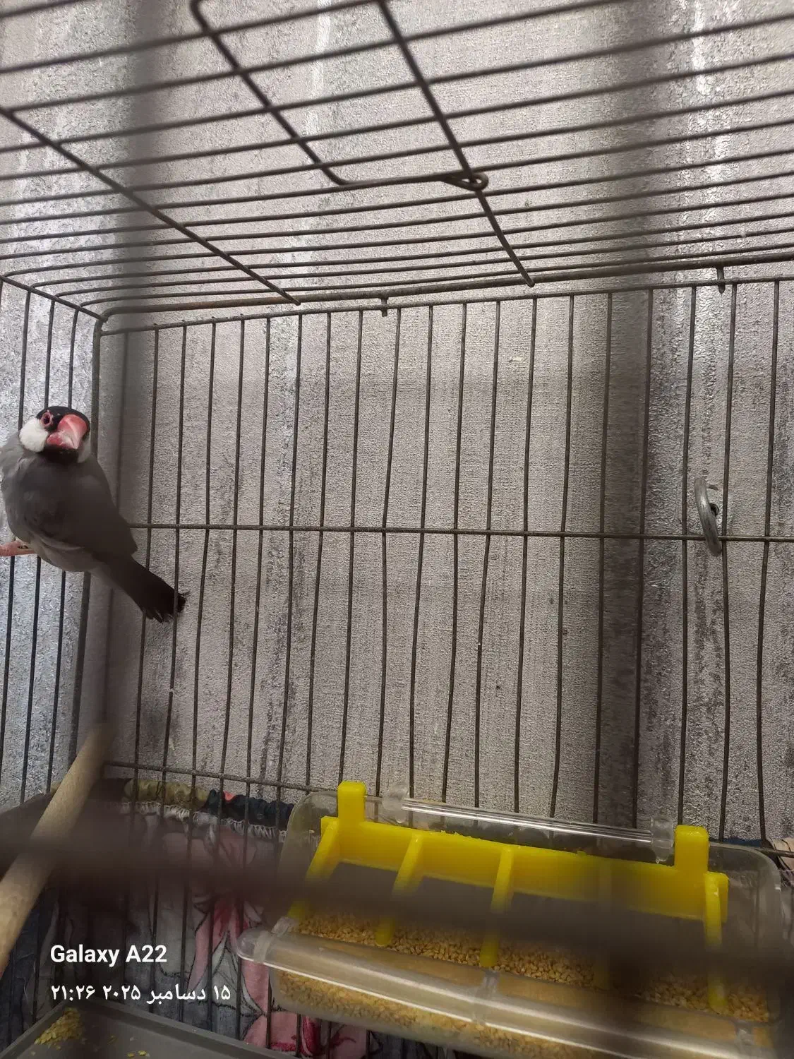 فنچ نرگسی|پرنده|پردیس, فاز ۸|دیوار