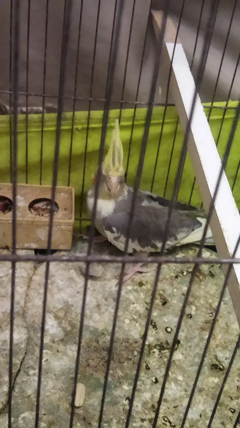 عروس هلندی|پرنده|کاشان, فین بزرگ|دیوار