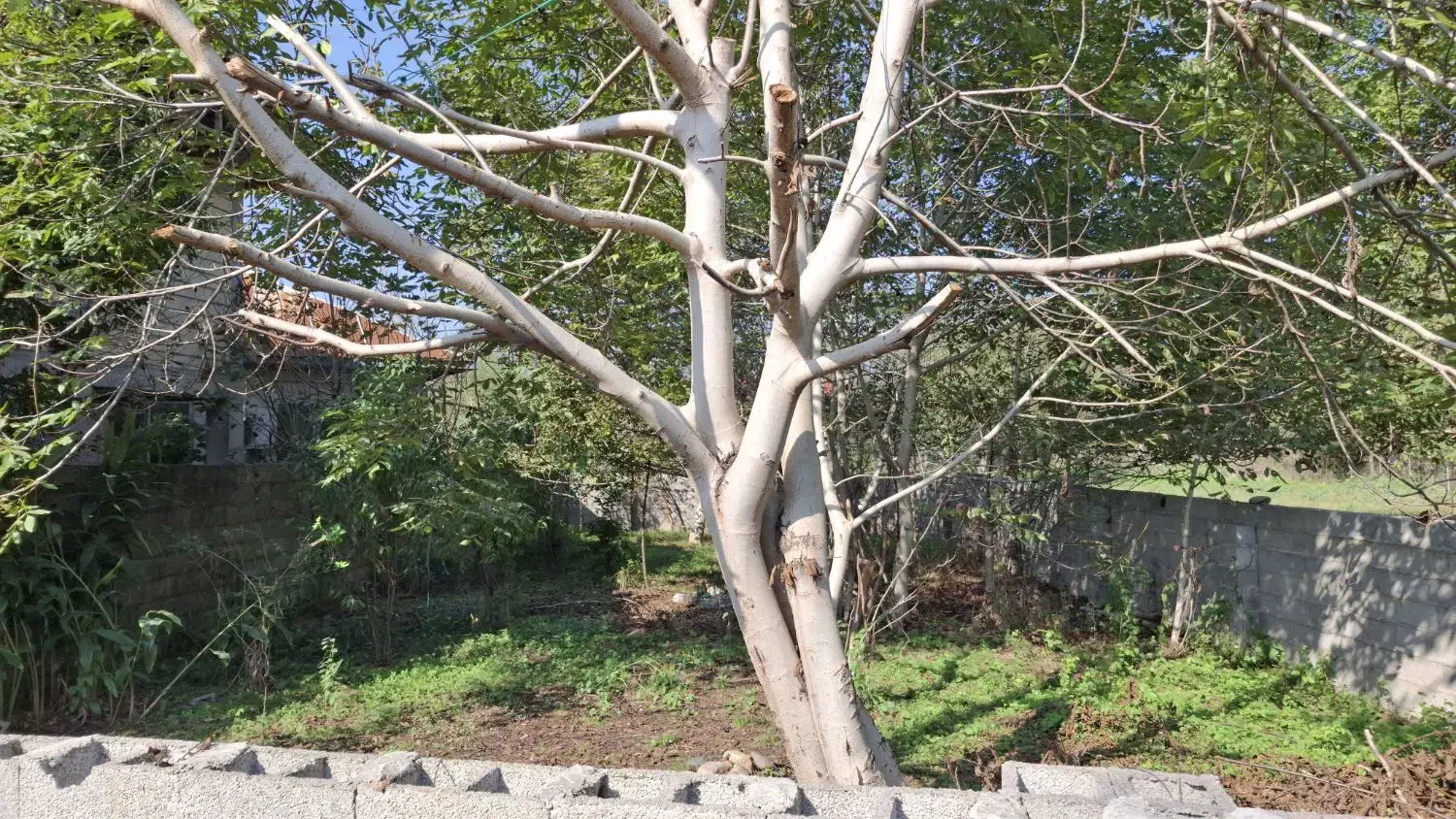 فروش زمین در جاده ماسال|فروش زمین و ملک کلنگی|طاهرگوراب, |دیوار