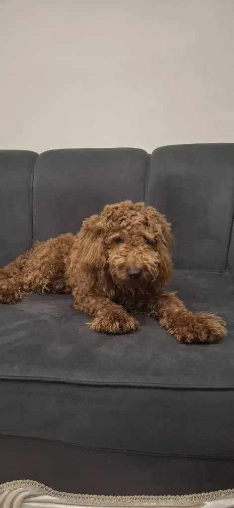 سگ های کوچولو ( فنجونی )|سگ|یزد, |دیوار