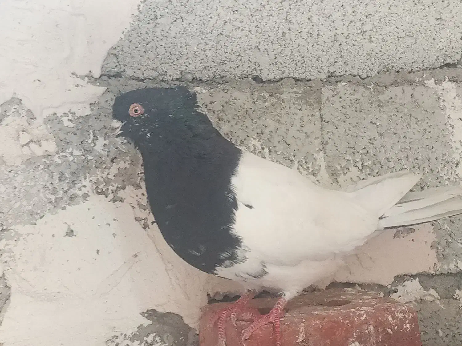 قره باش|پرنده|خواجه, |دیوار