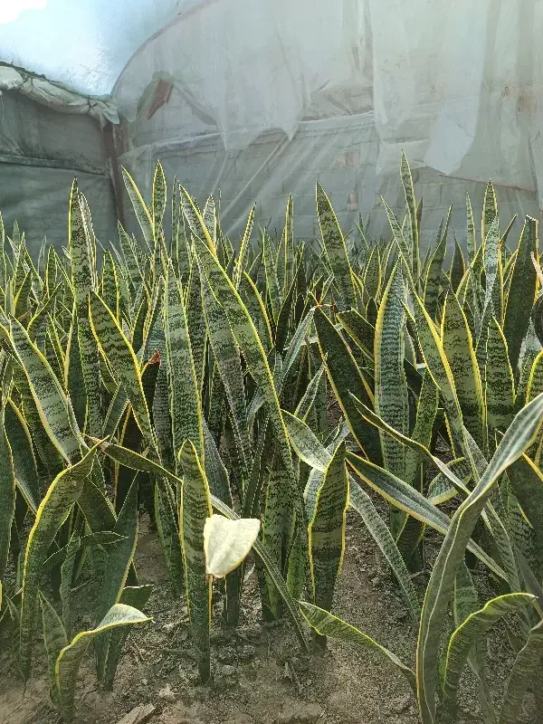 سانسوریا|گل و گیاه طبیعی|گنبد کاووس, |دیوار