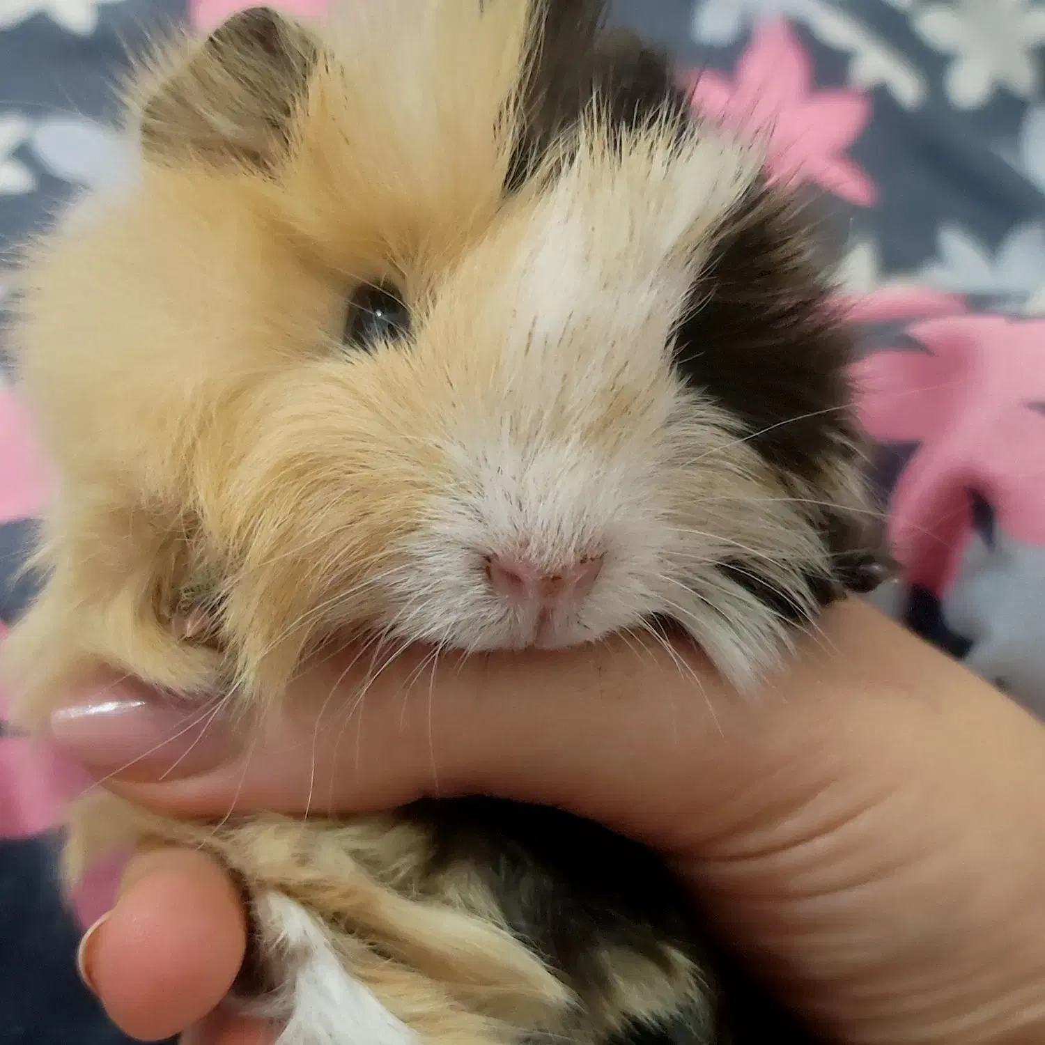 خوکچه|موش و خرگوش|شاهین دژ, |دیوار