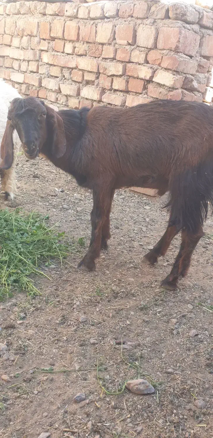 نر بز مری..شنک|حیوانات مزرعه|خاش, |دیوار