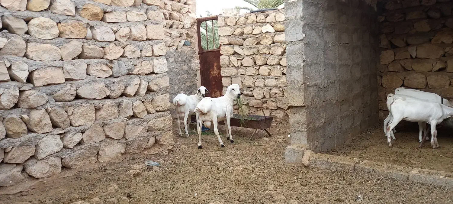 قوچ چاق درجه یک|حیوانات مزرعه|کوخرد هرنگ, |دیوار