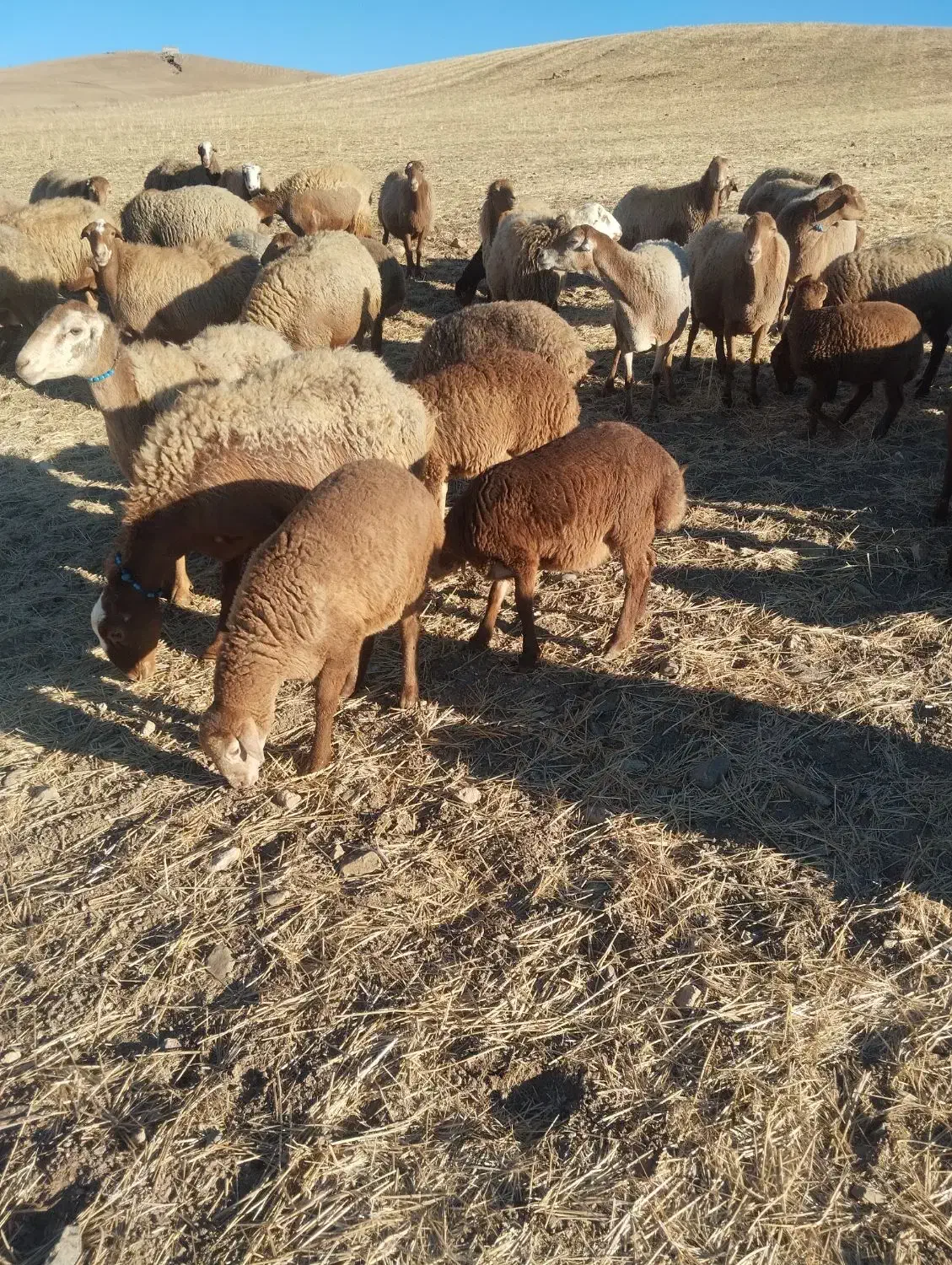 گوسفند ، میش و بره|حیوانات مزرعه|کرمانشاه, |دیوار