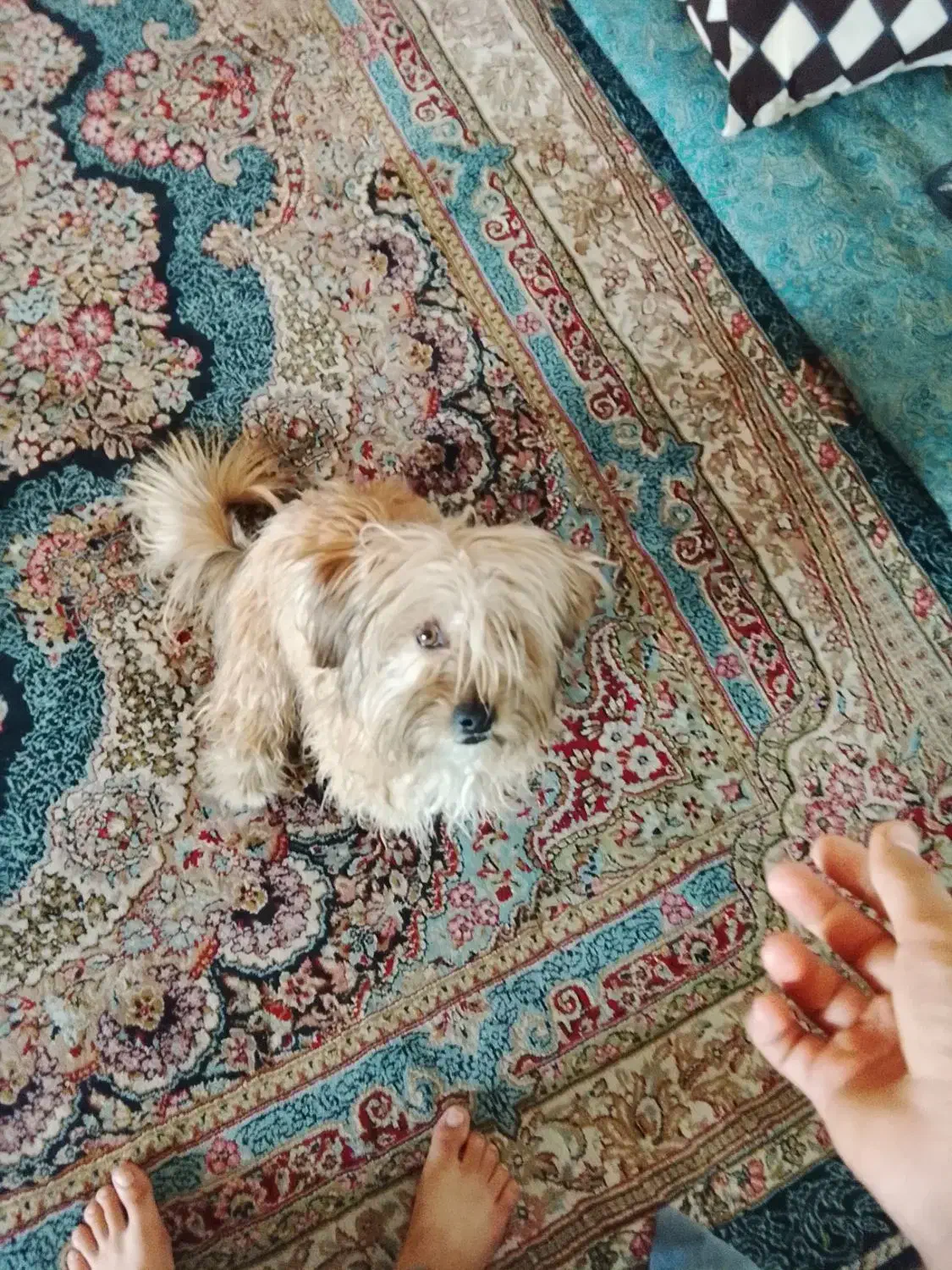 سگ پودل تریر|سگ|کرمان, |دیوار