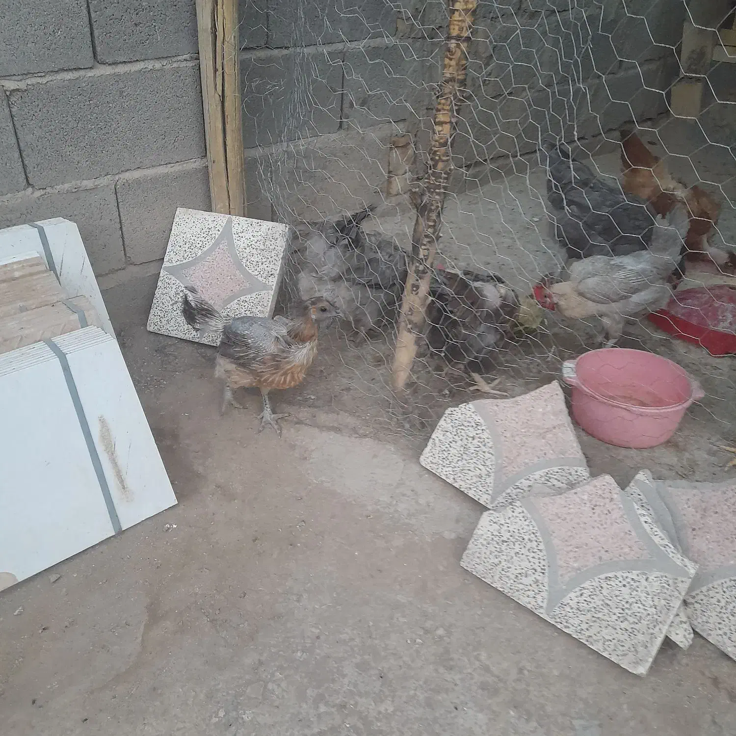 مرغ زینتی|حیوانات مزرعه|سیرجان, |دیوار