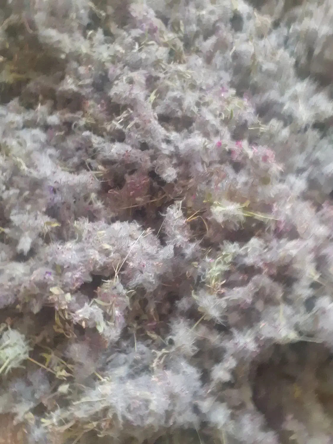 چای کوهی.|کلکسیون و سرگرمی|کرمانشاه, |دیوار