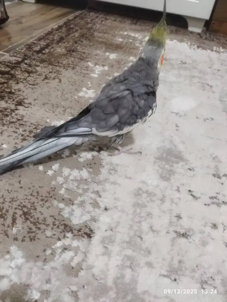 طوطی عروس|پرنده|تولم شهر, |دیوار