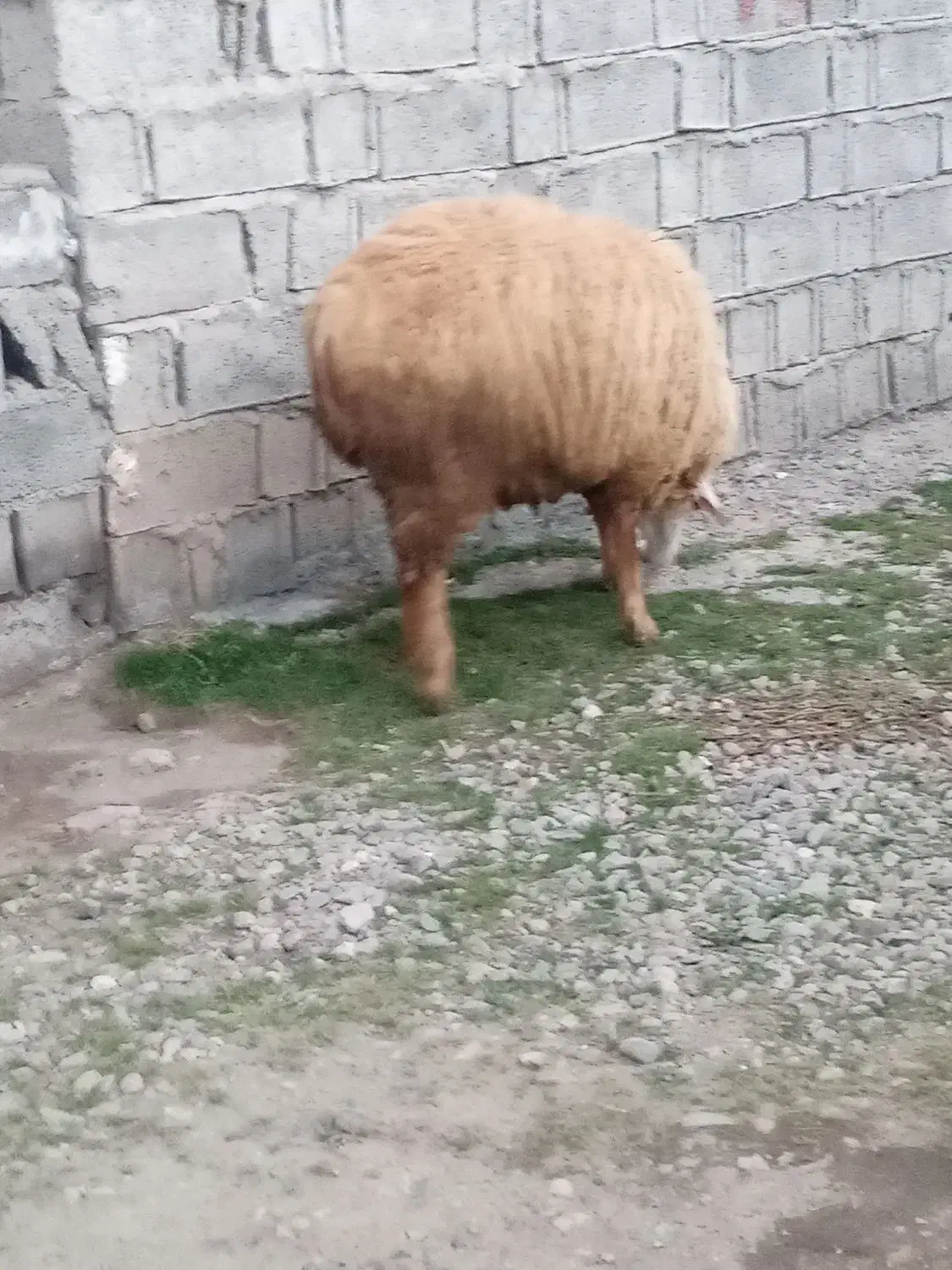 قوچ‌وگوسفند|حیوانات مزرعه|مشگین شهر, |دیوار