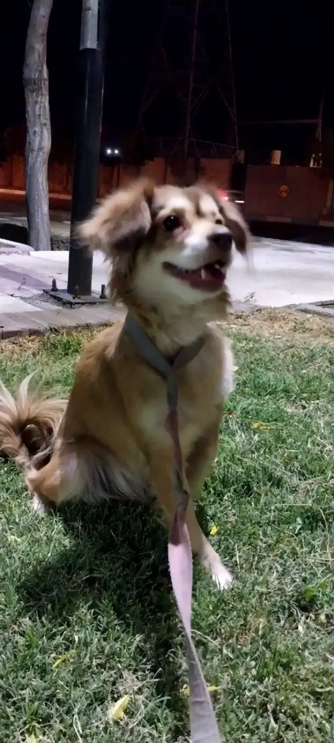 واگذاری به خانواده حیوان دوست|سگ|کرمان, |دیوار