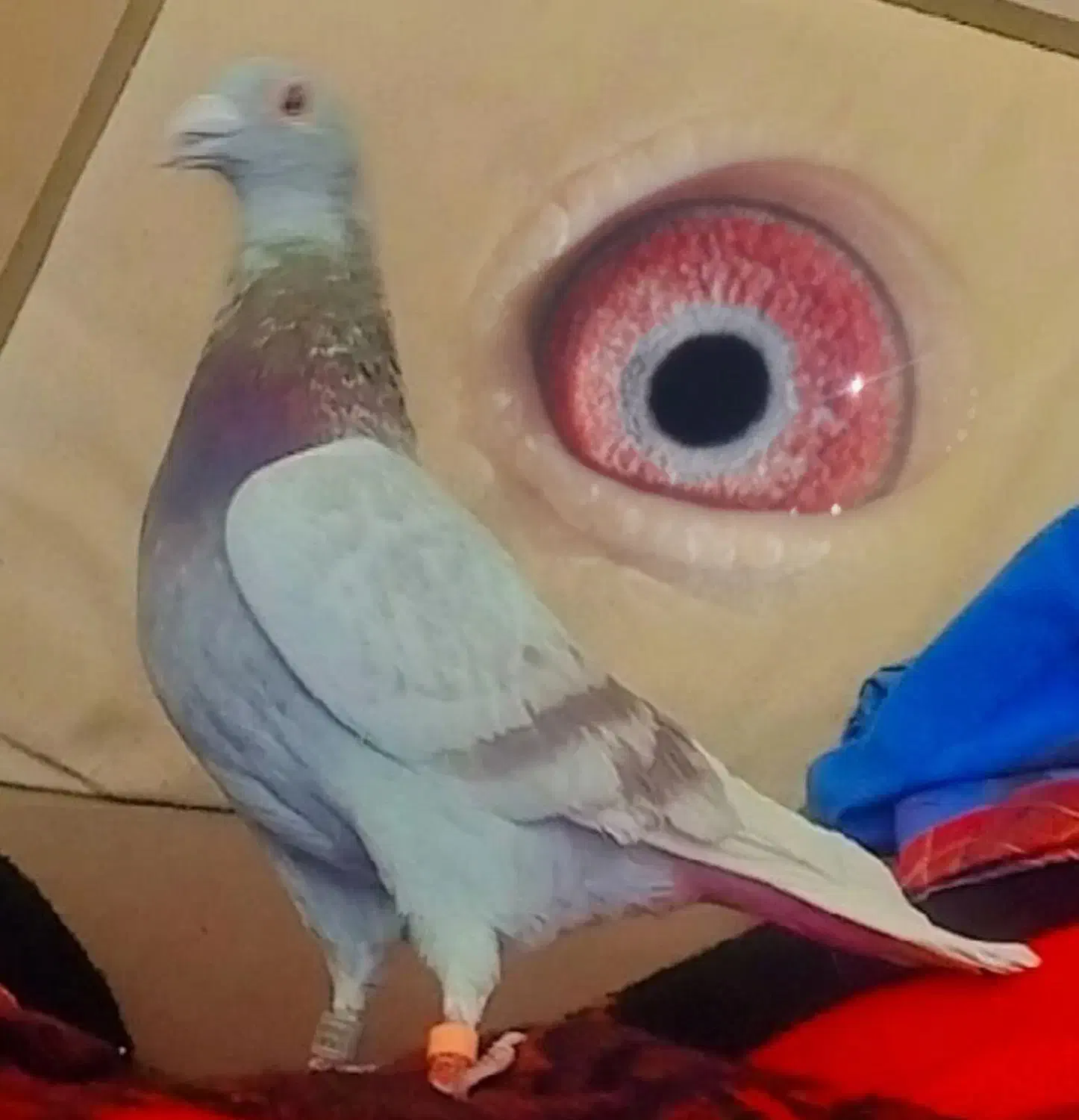 2جفت مولد|پرنده|مینودشت, |دیوار