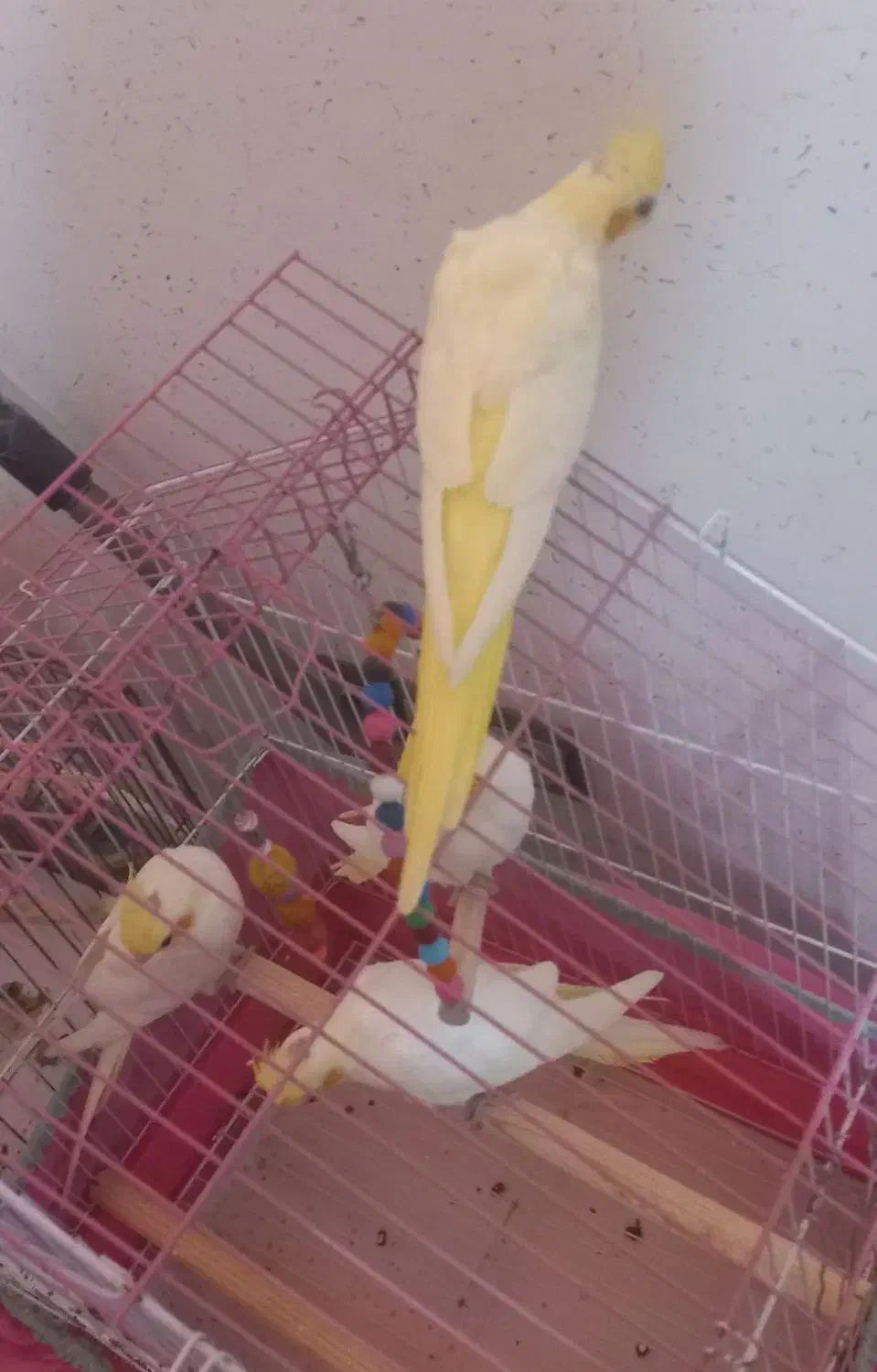 جوجه عروس هلندی|پرنده|فومن, |دیوار