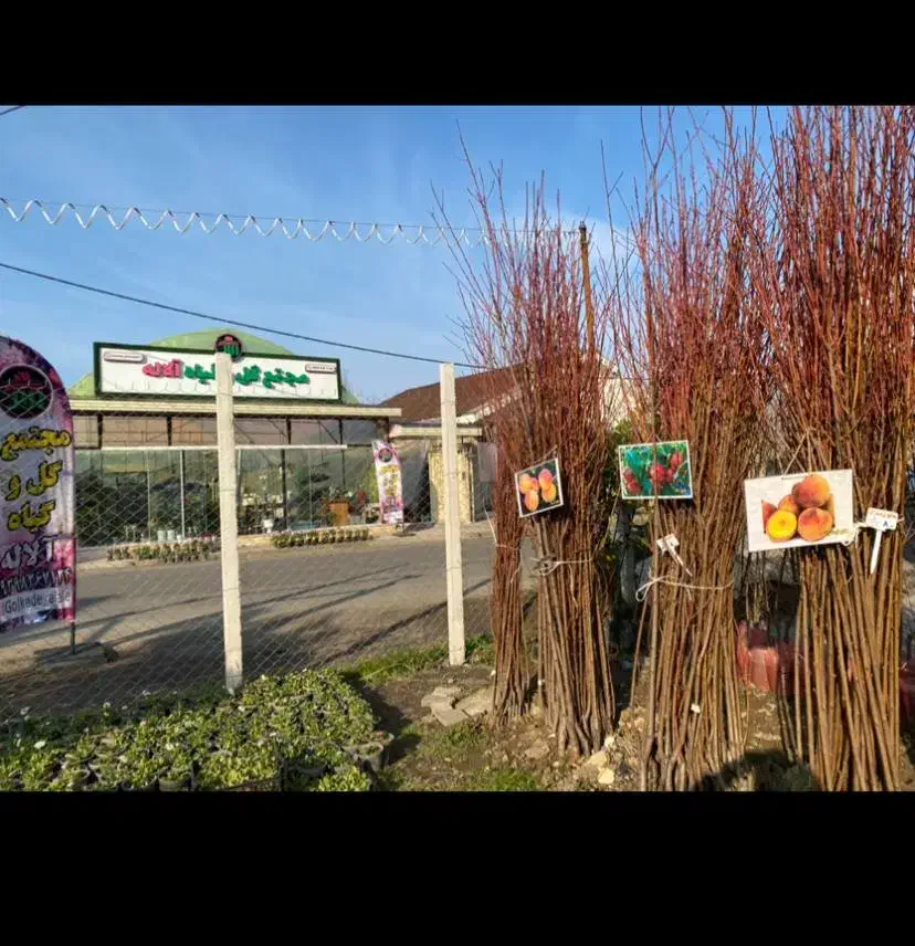 فضاسازی سمپاشی هرس فروش نهال چالکود|خدمات باغبانی و درختکاری|تولم شهر, |دیوار