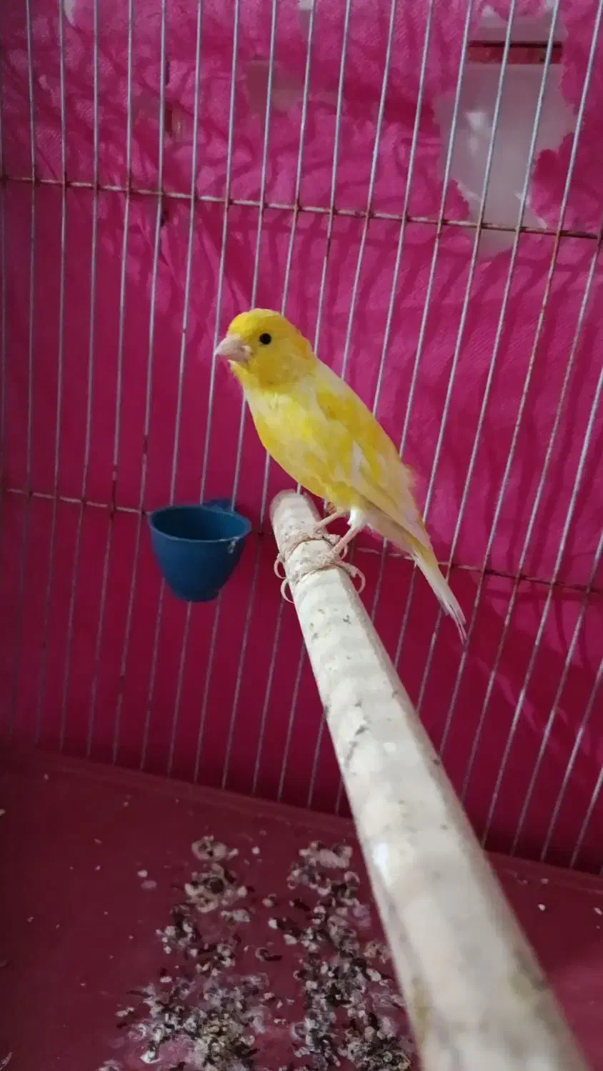 قناری نر دهن زن. ماده اماده|پرنده|مرودشت, ابوذر شمالی|دیوار