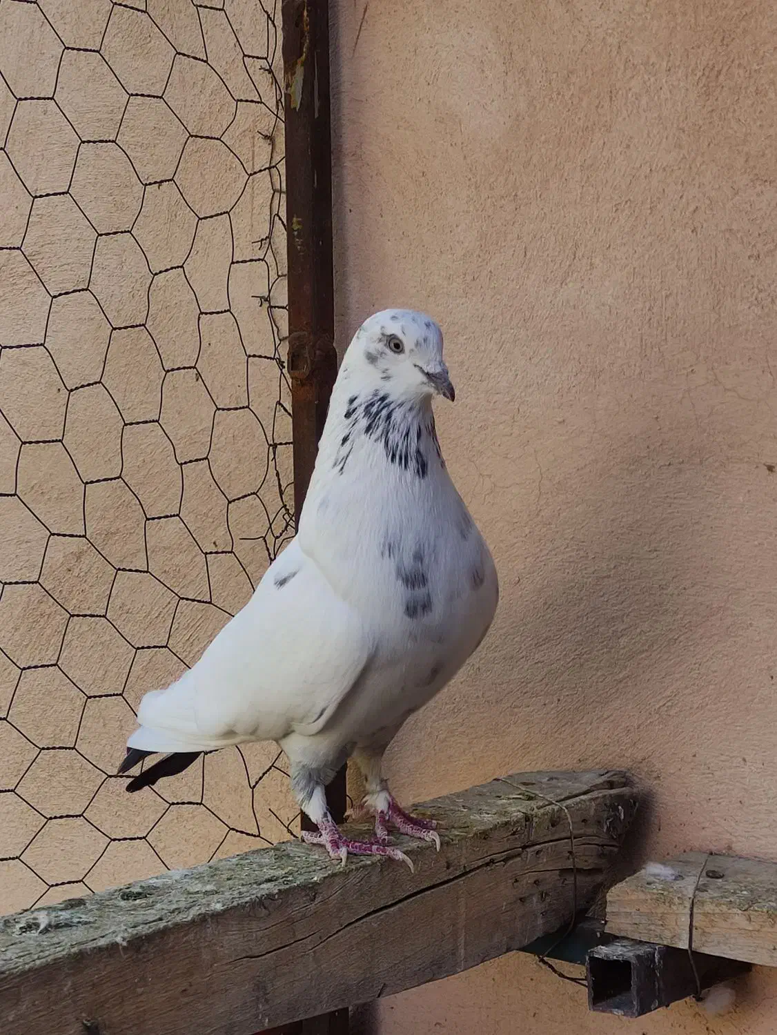 کفتر پرشی درجه یک معاوضه با سهره|پرنده|ماهدشت, |دیوار