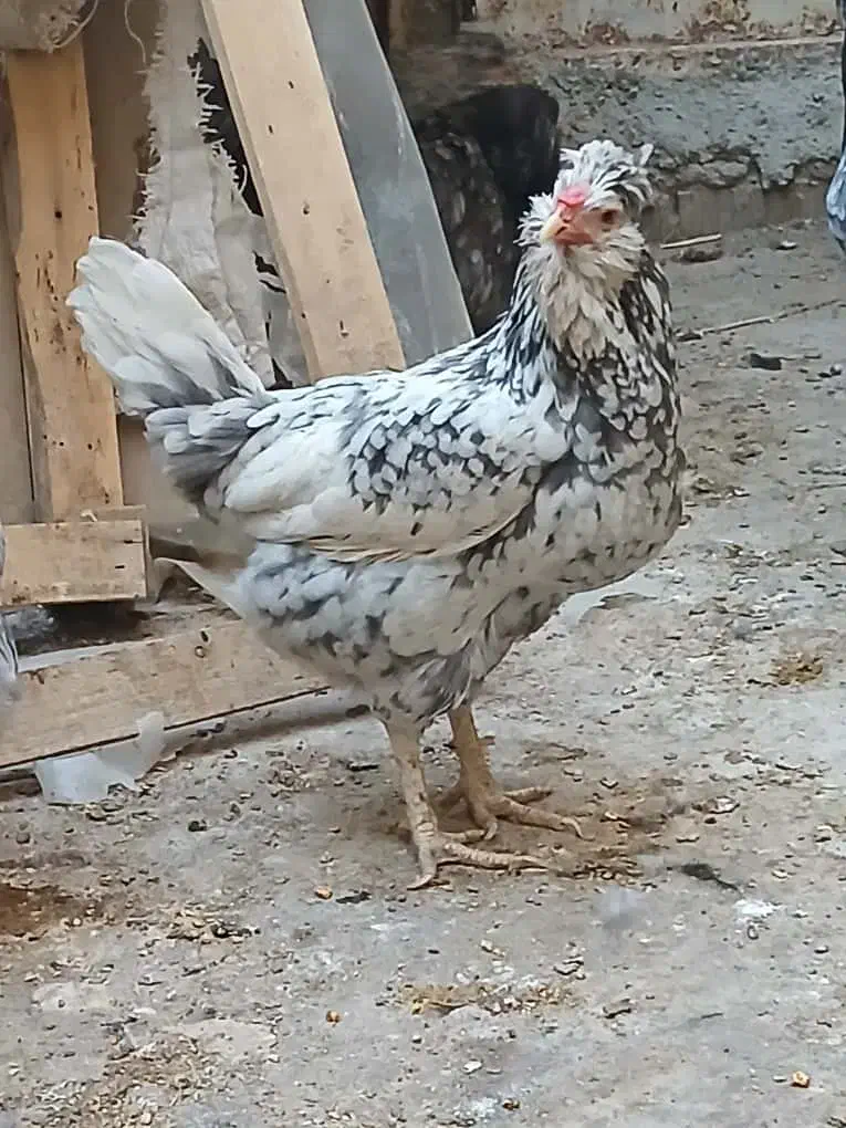 تخم مرغ گلین|حیوانات مزرعه|شیراز, سلطان آباد|دیوار