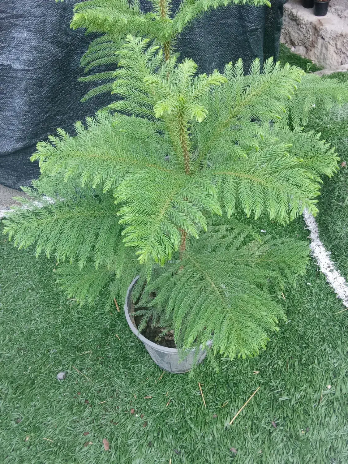 انواع گل گیاه|گل و گیاه طبیعی|خورموج, |دیوار