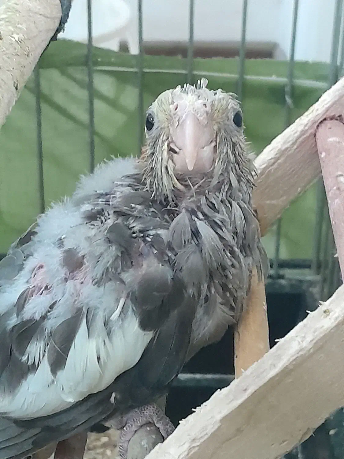 یک جفت عروس هلندی مولد|پرنده|ماهدشت, |دیوار