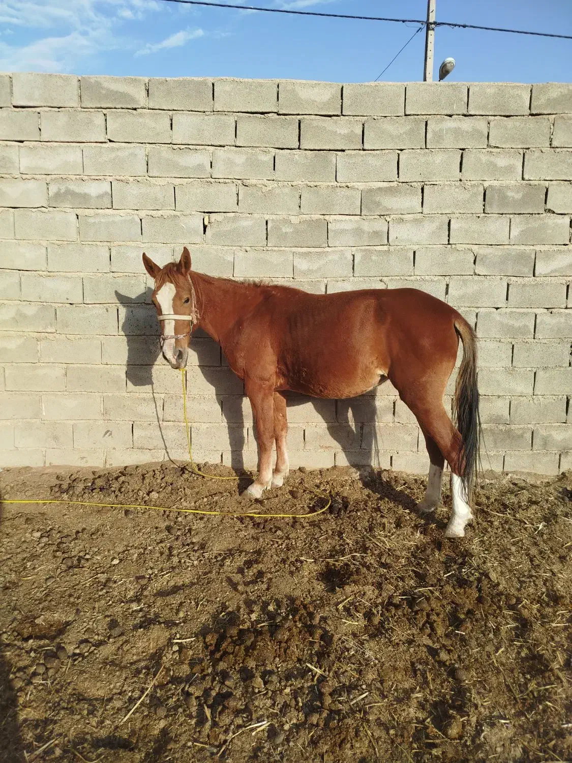 اسب|اسب و تجهیزات اسب‌سواری|اسفراین, |دیوار