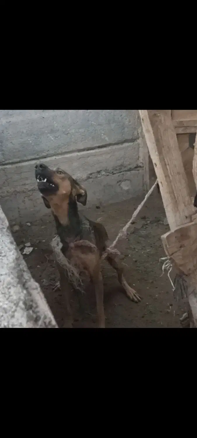 واگذاری سگ. پاکوتاه|سگ|سیمین شهر, |دیوار