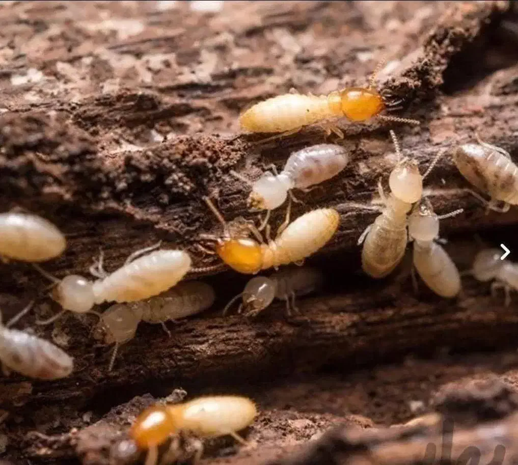 سمپاشی موریانه زدایی باضمانت بلند مدت|خدمات نظافت|سوسنگرد, |دیوار