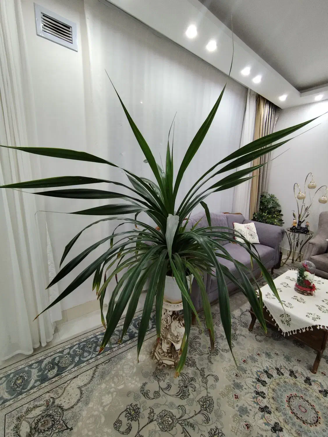 گل پاندانوس با گلدان|گل و گیاه طبیعی|تربتحیدریه, داروپخش|دیوار