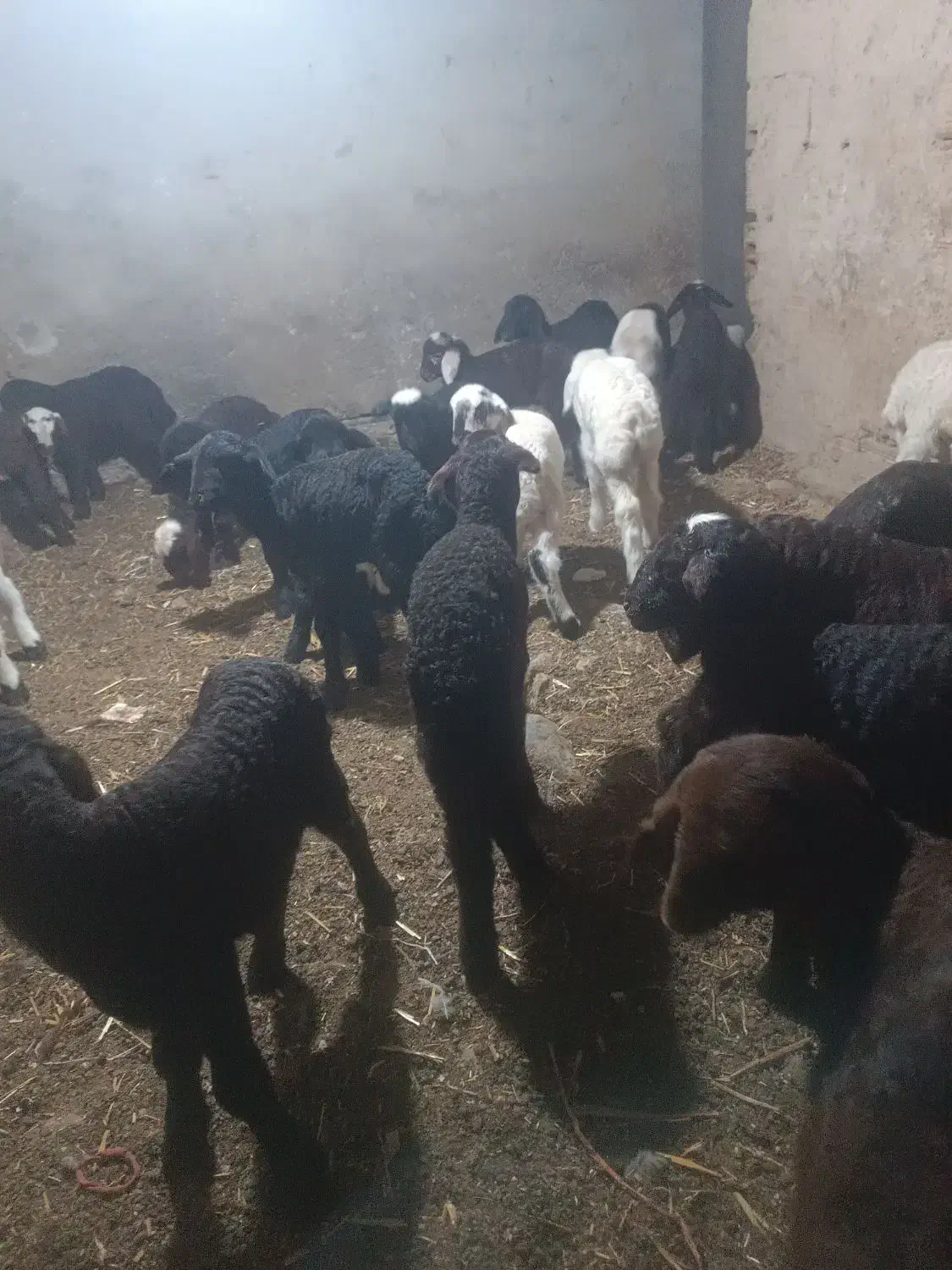 40راس بره ی شیری بار جدید|حیوانات مزرعه|آق قلا, |دیوار