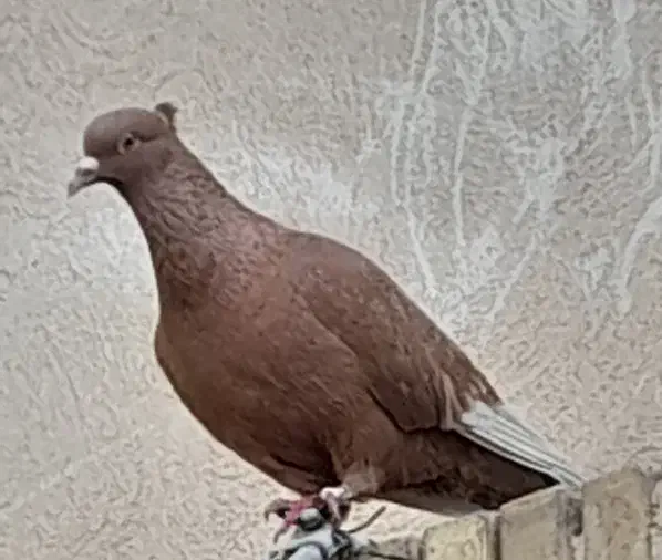 کبوتر نر زرد|پرنده|شاهین‌شهر, بوستان حافظ|دیوار