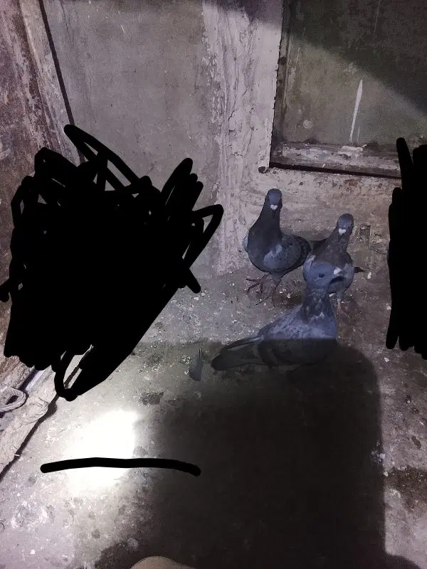کفتر|پرنده|آشخانه, |دیوار