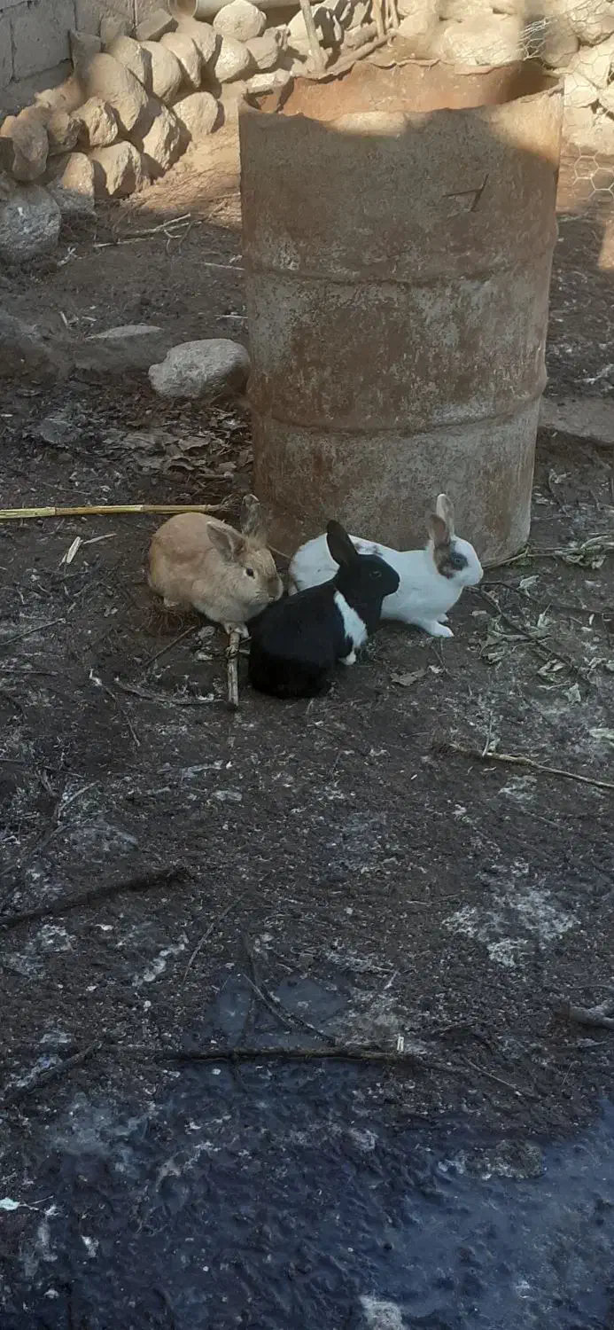 خرگوش|موش و خرگوش|مشگین شهر, |دیوار