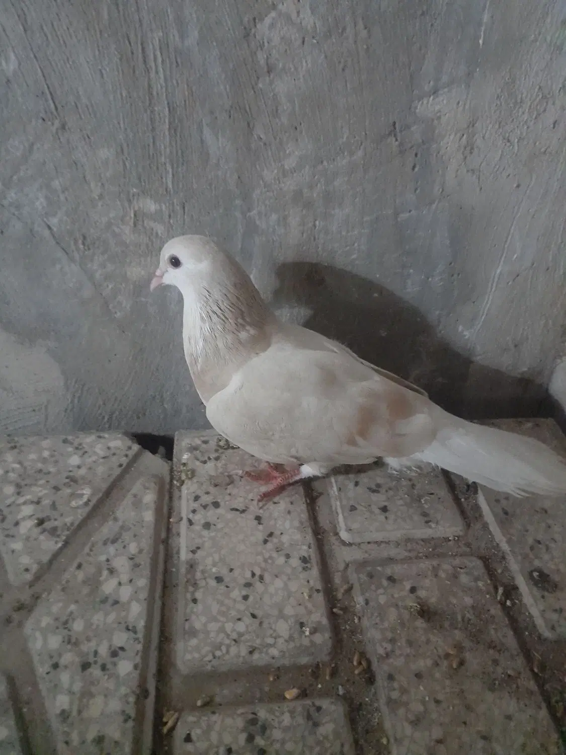 کبوتر|پرنده|شیراز, بعثت|دیوار