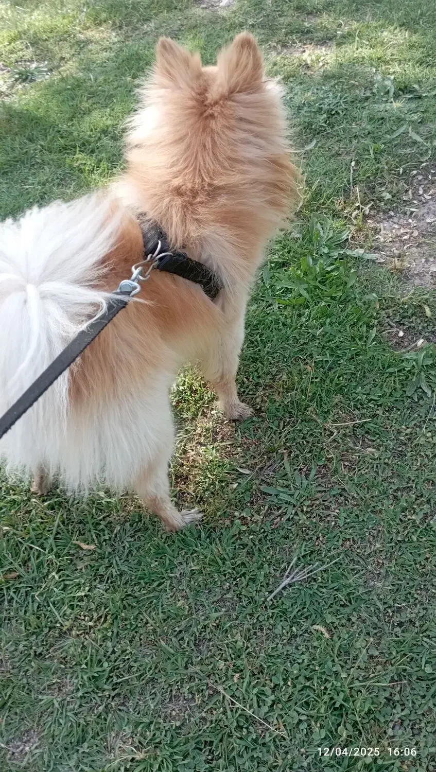 سگ پامر اشپیز اصیل|سگ|مرودشت, بیست متری بیمارستان|دیوار