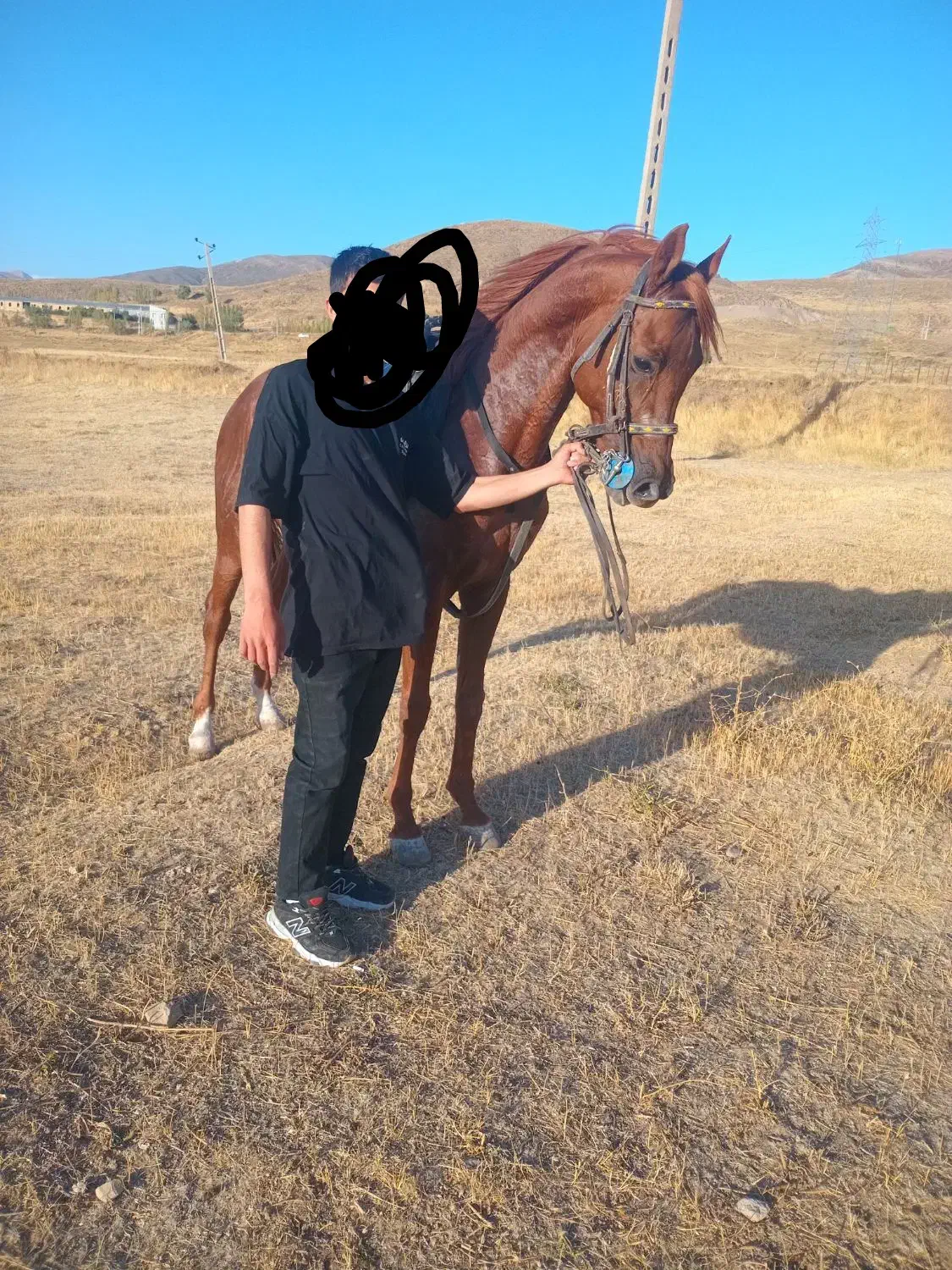 عرب|اسب و تجهیزات اسبسواری|میانه, |دیوار