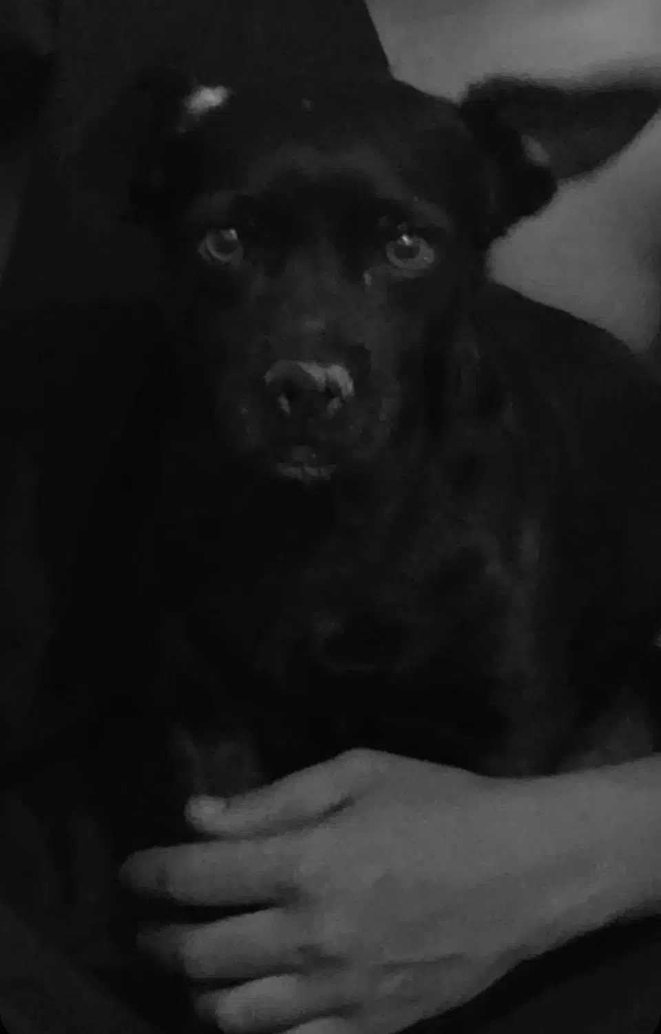 سگ گمشده|سگ|بم, |دیوار