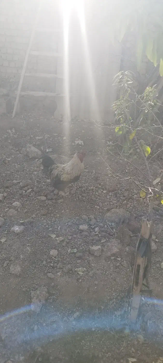 خروس محلی|حیوانات مزرعه|نیشابور, فخریه|دیوار