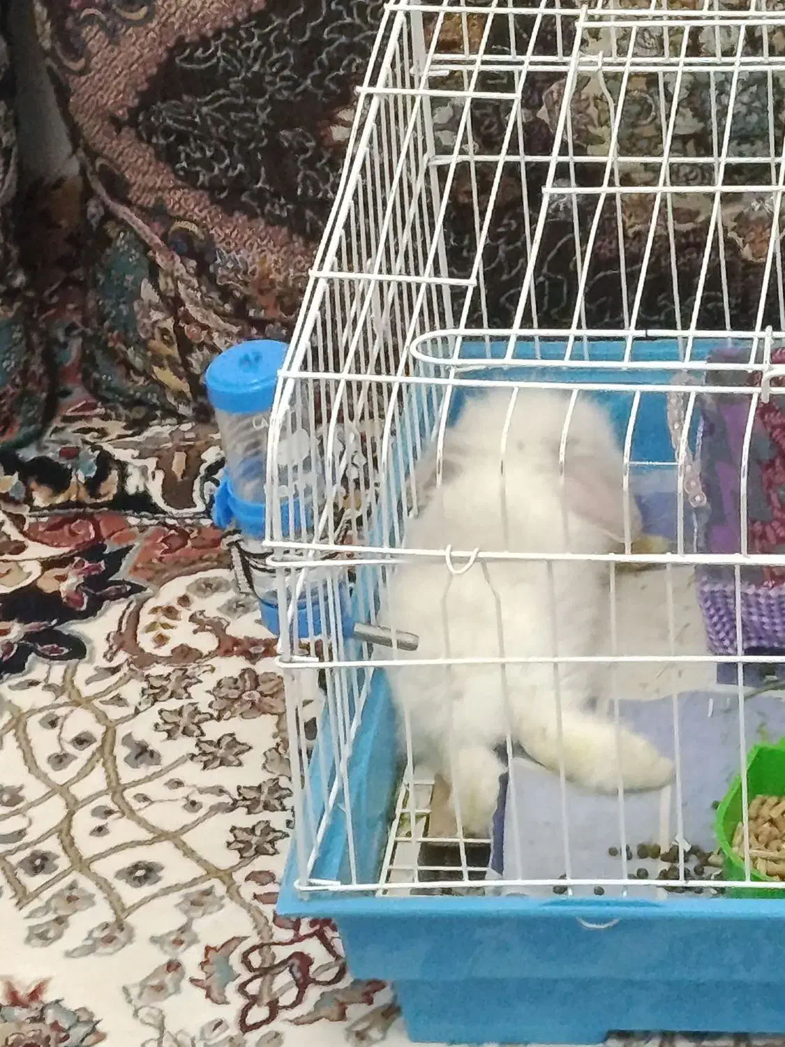 خرگوش مینی لوپ|موش و خرگوش|شیراز, پودنک|دیوار