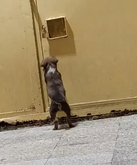 سگ اصیل نژاد سرابی|سگ|چابهار, |دیوار