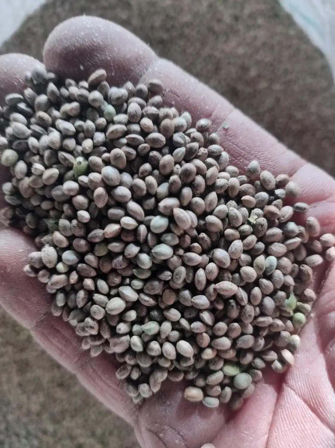 شاه دانه|خوردنی و آشامیدنی|فرخ‌شهر, |دیوار