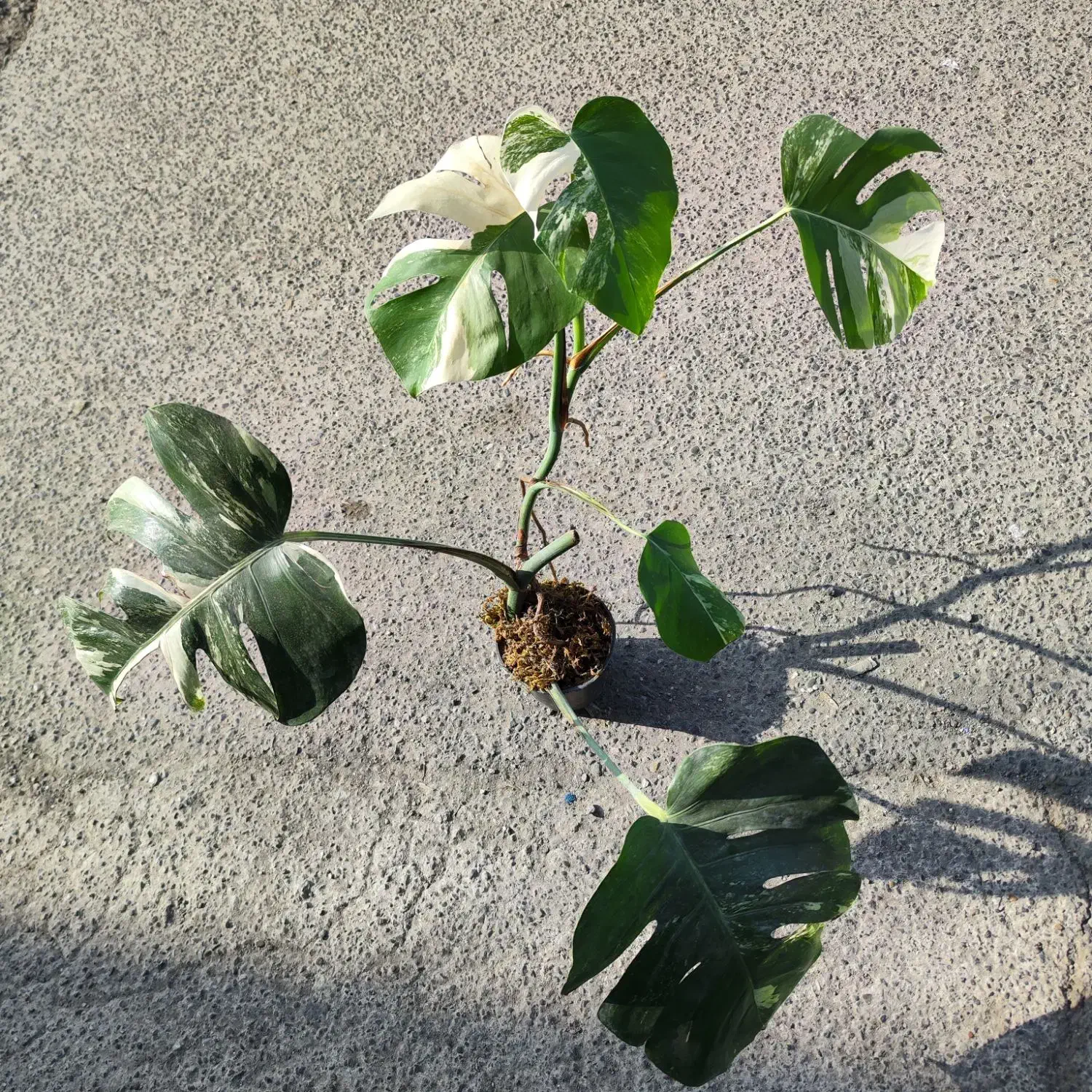 گیاه ماسنترا بورسیجیانا ابلق برگ انجیری سفید|گل و گیاه طبیعی|رشت, دروازه لاکان|دیوار