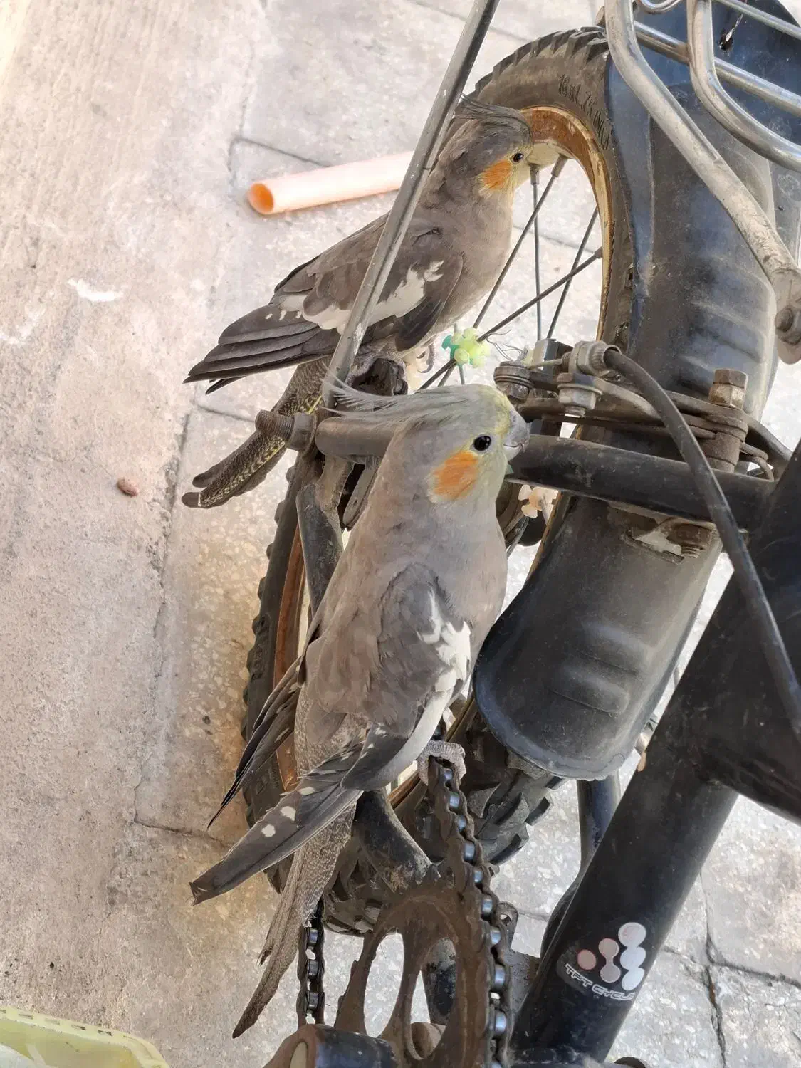 جفت|پرنده|قم, آذر (نکویی)|دیوار