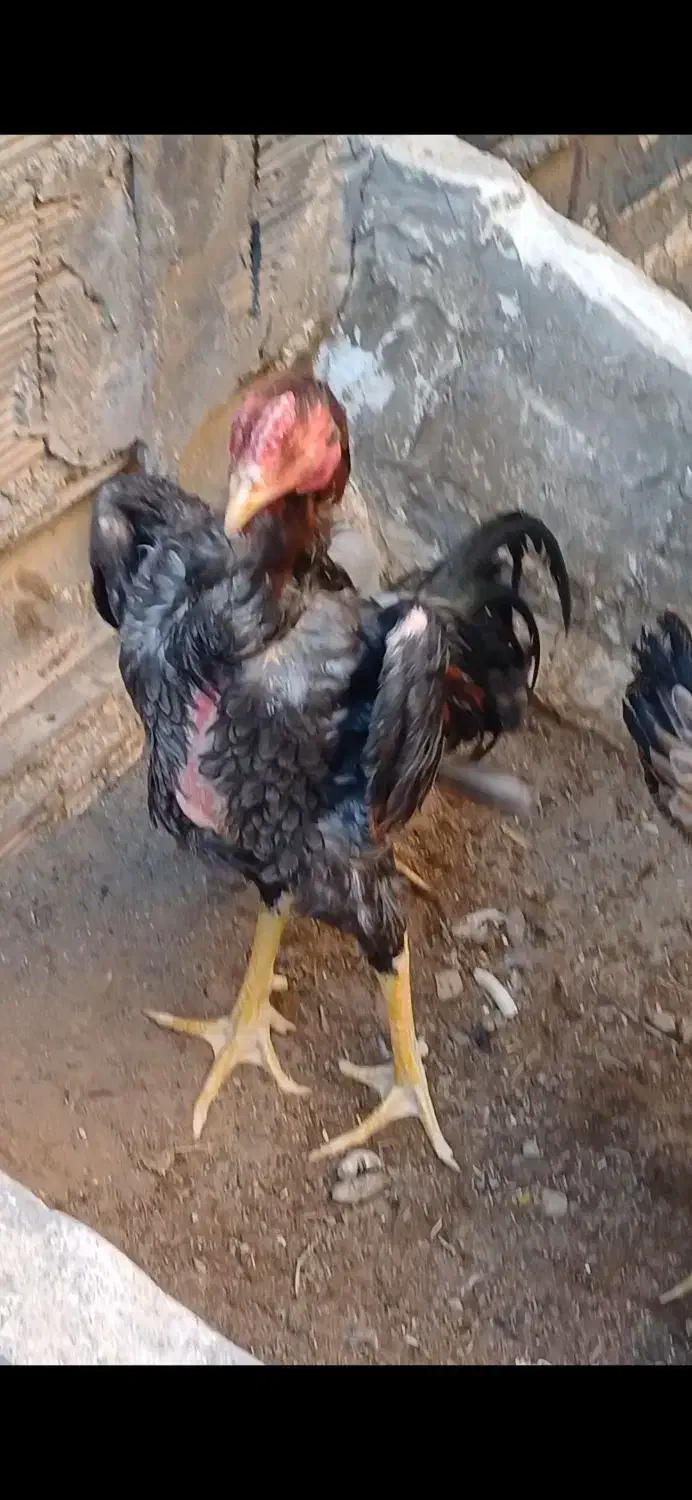 لاری المانی|حیوانات مزرعه|قلعه نو, |دیوار