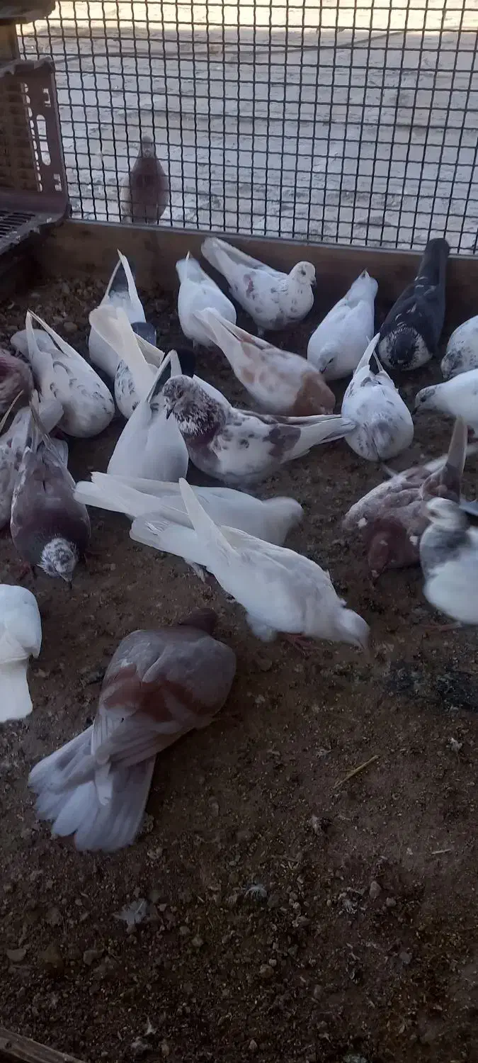 کبوتر|پرنده|کیش, |دیوار