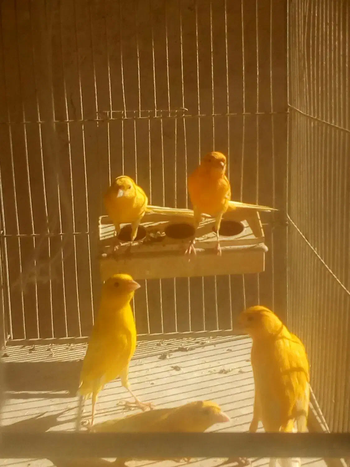 تعدادی قناری|پرنده|مرودشت, ابوذر جنوبی|دیوار