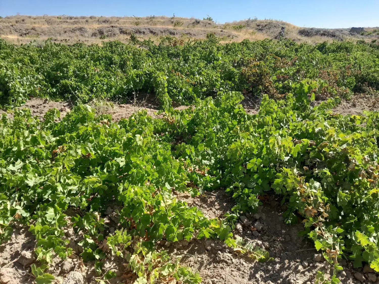 باغ انگور و زمین مسکونی ودامداری  شهر مالوجه|فروش زمین و ملک کلنگی|قروه, |دیوار