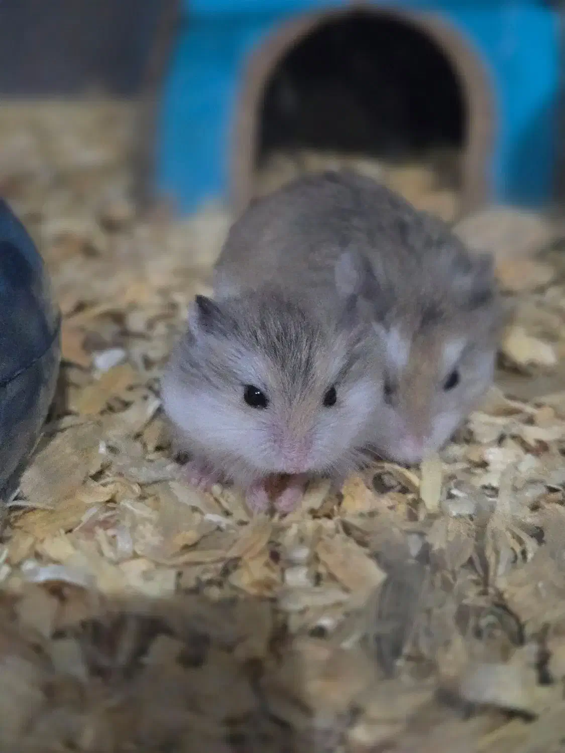 تخفیف ویژه روبروفسکی|موش و خرگوش|تهران, مینی‌سیتی (شهرک نفت)|دیوار