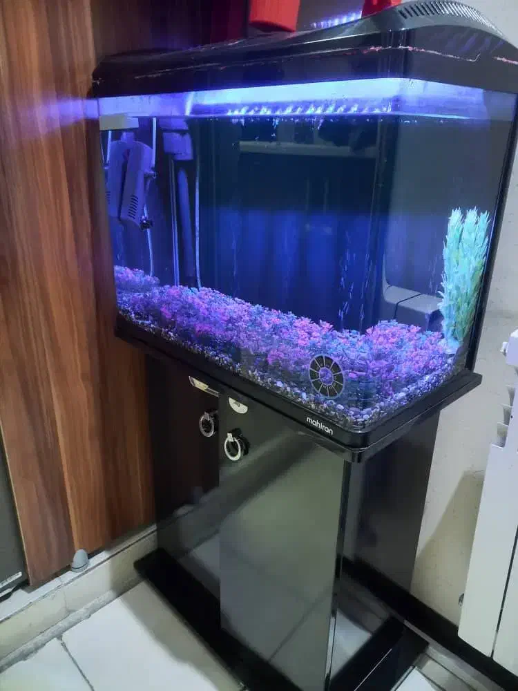 آکواریوم|ماهی|کرج, کمالشهر|دیوار