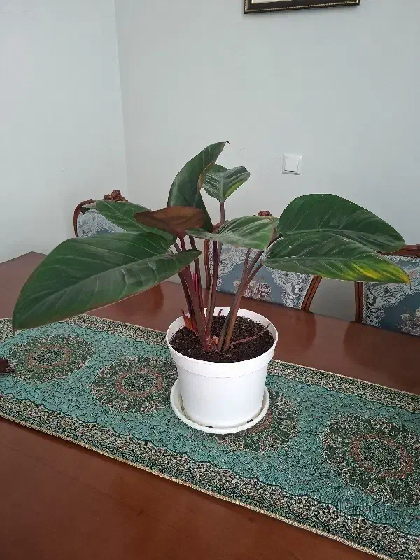 گل های زیبا|گل و گیاه طبیعی|اندیشه, اندیشه فاز ۳|دیوار